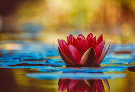 Decoding the sacred symbolism of the Lotus flower - Chintan